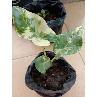 promo Tanaman Hias Alocasia Macrorrhizos Variegata promo Tanaman Hias Alocasia Macrorrhizos Variegata