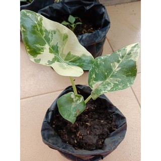  promo Tanaman Hias Alocasia Macrorrhizos Variegata  