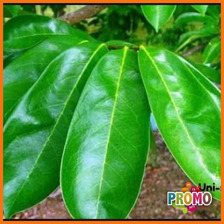

DISKON - 100Lembar DAUN SIRSAK TUA SEGAR ORGANIC 100%