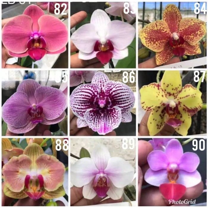 anggrek bulan dewasa / spike taiwan