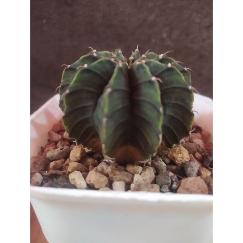 cactus kaktus LB Hybrid 10 ribs duri 1