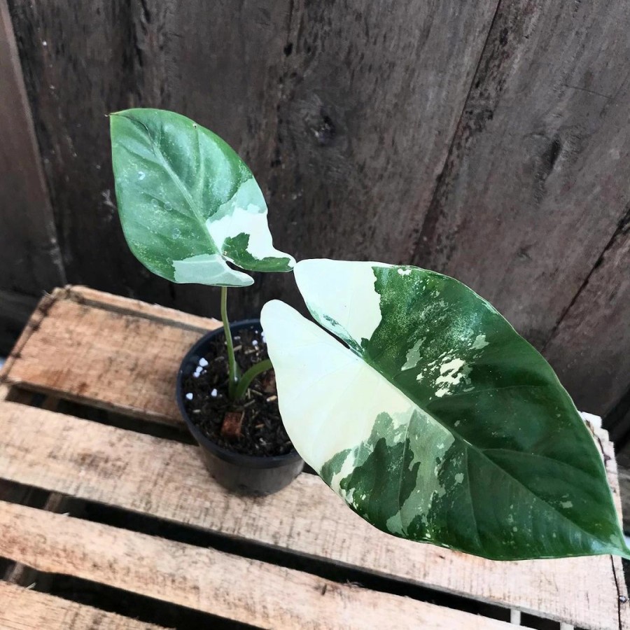 sente variegata / alocasia macrorrhizo variegata