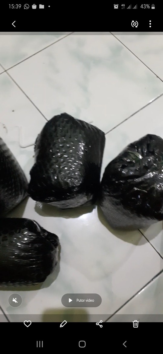 Toples Kaca Canister Tps 5 Slc Kedawung Kig