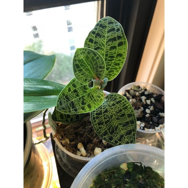 Tanaman hias anggrek permata