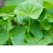 

daun pegagan segar 250 gr