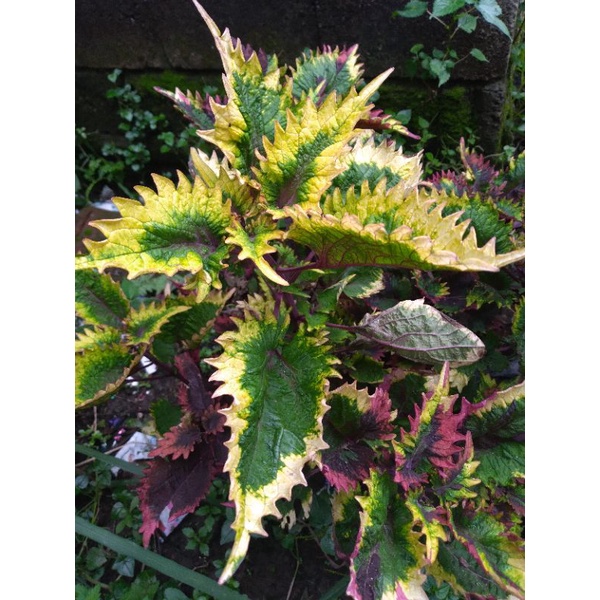 Miana premium sudah berakar