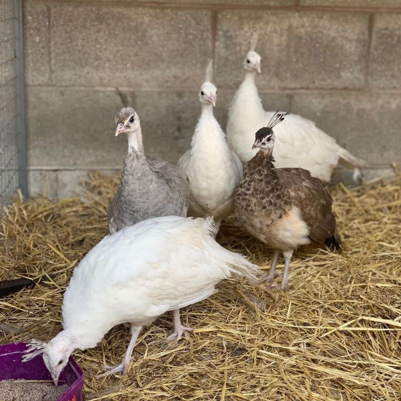 telur merak putih untuk di tetaskan