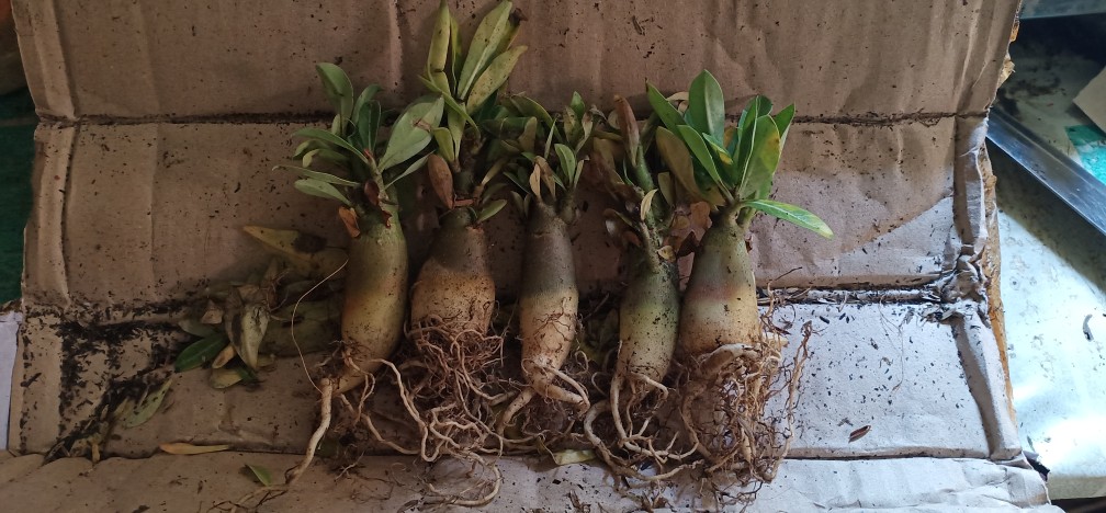 Kamboja Jepang / Adenium Stek Tumpuk Siza A