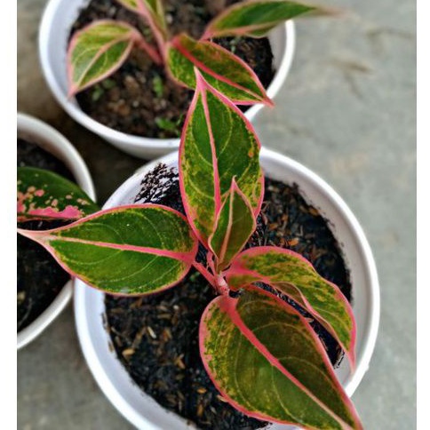 Aglonema Lipstik Puding /Aglonema pink / Aglonema puding lipstik