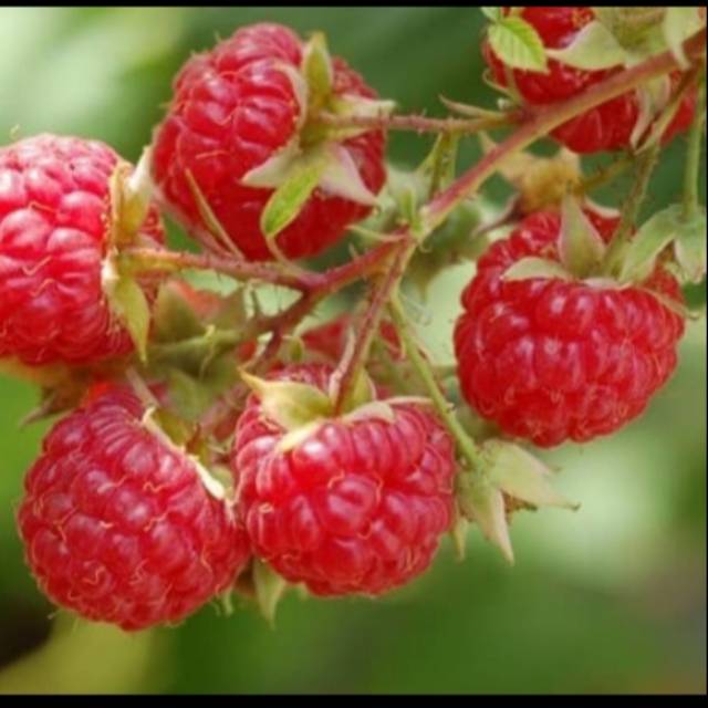 Bibit raspberry berkualitas di shopee