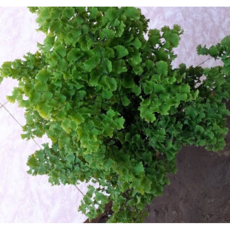 TANAMAN HIAS SUPLIR DAUN KECIL