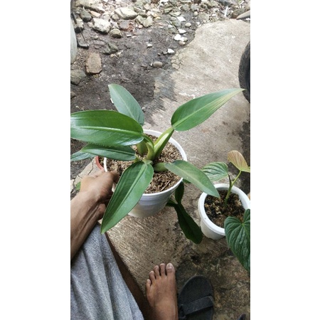 philo katak