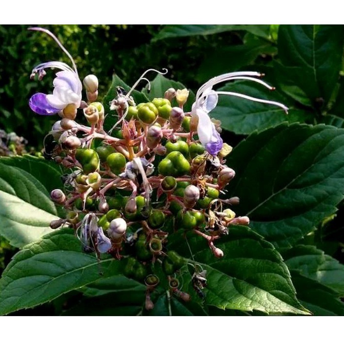 

Daun senggugu atau sringgugu segar per 300 gram