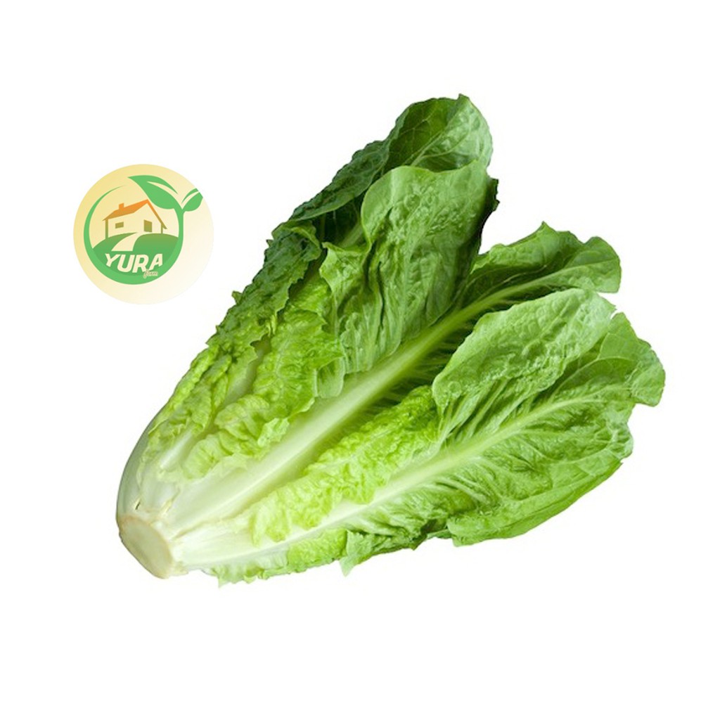 

ROMAIN LETTUCE Organik 100% Sayur Segar Organic