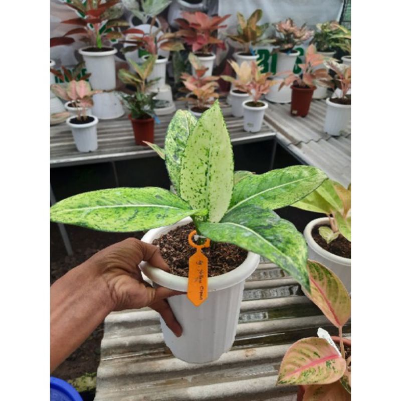 bibit anakan aglonema yellow crown