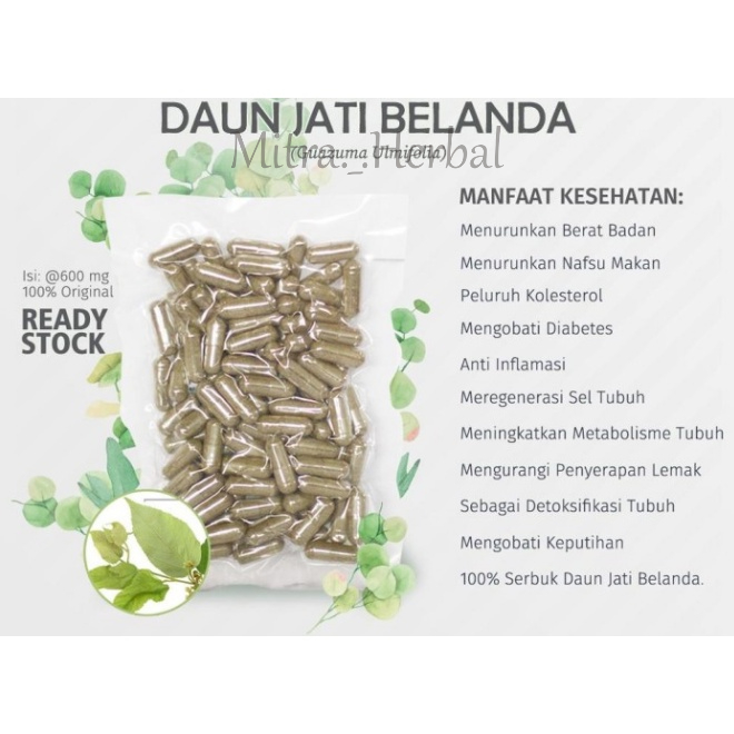 DAUN JATI BELANDA Kapsul Herbal Pelangsing Alami Kemasan Hemat - isi 50 pcs