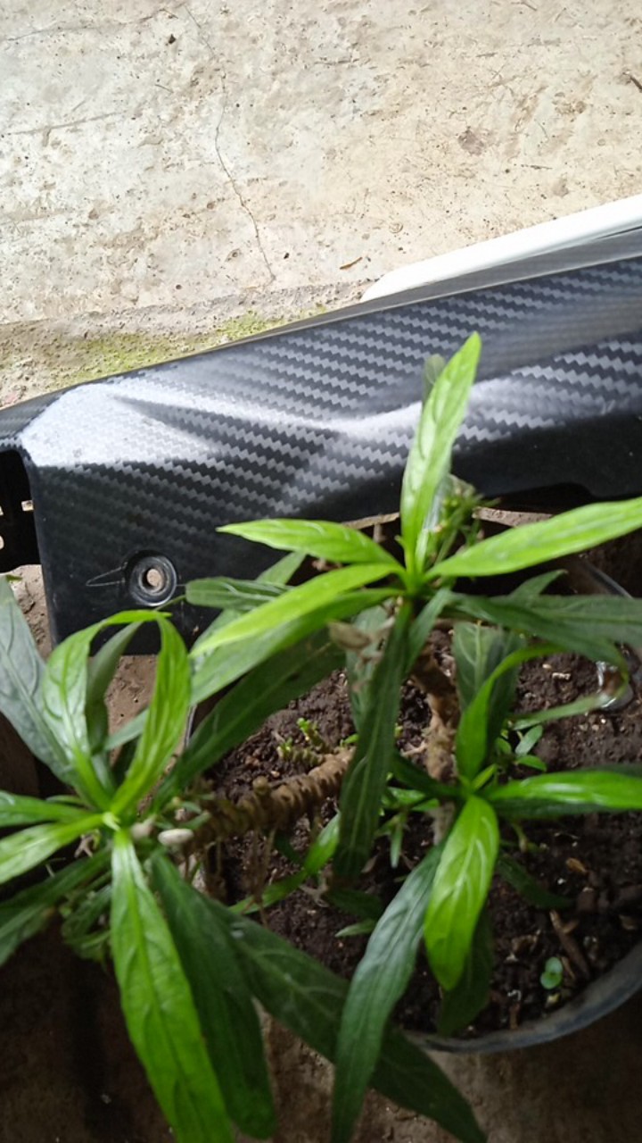 [bisa Cod] Promo Murah Rak Gantung Obat Motif Bunga Full Resleting Kualitas Terbaik Dan Termurah