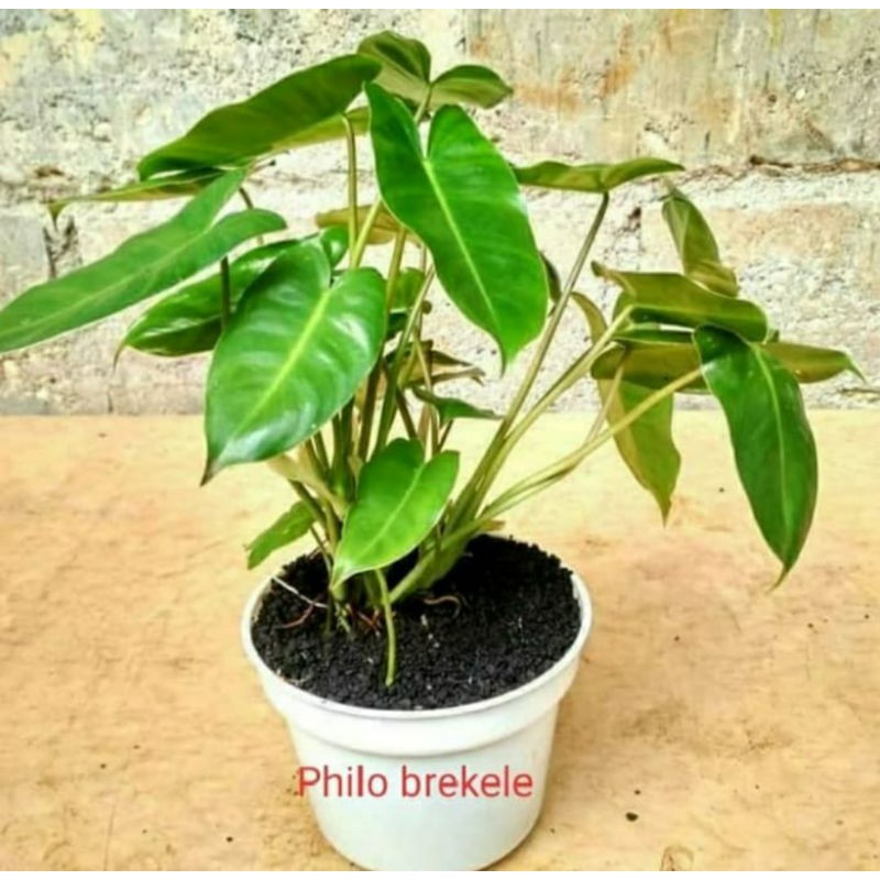 Tanaman brekele philodendron brekele