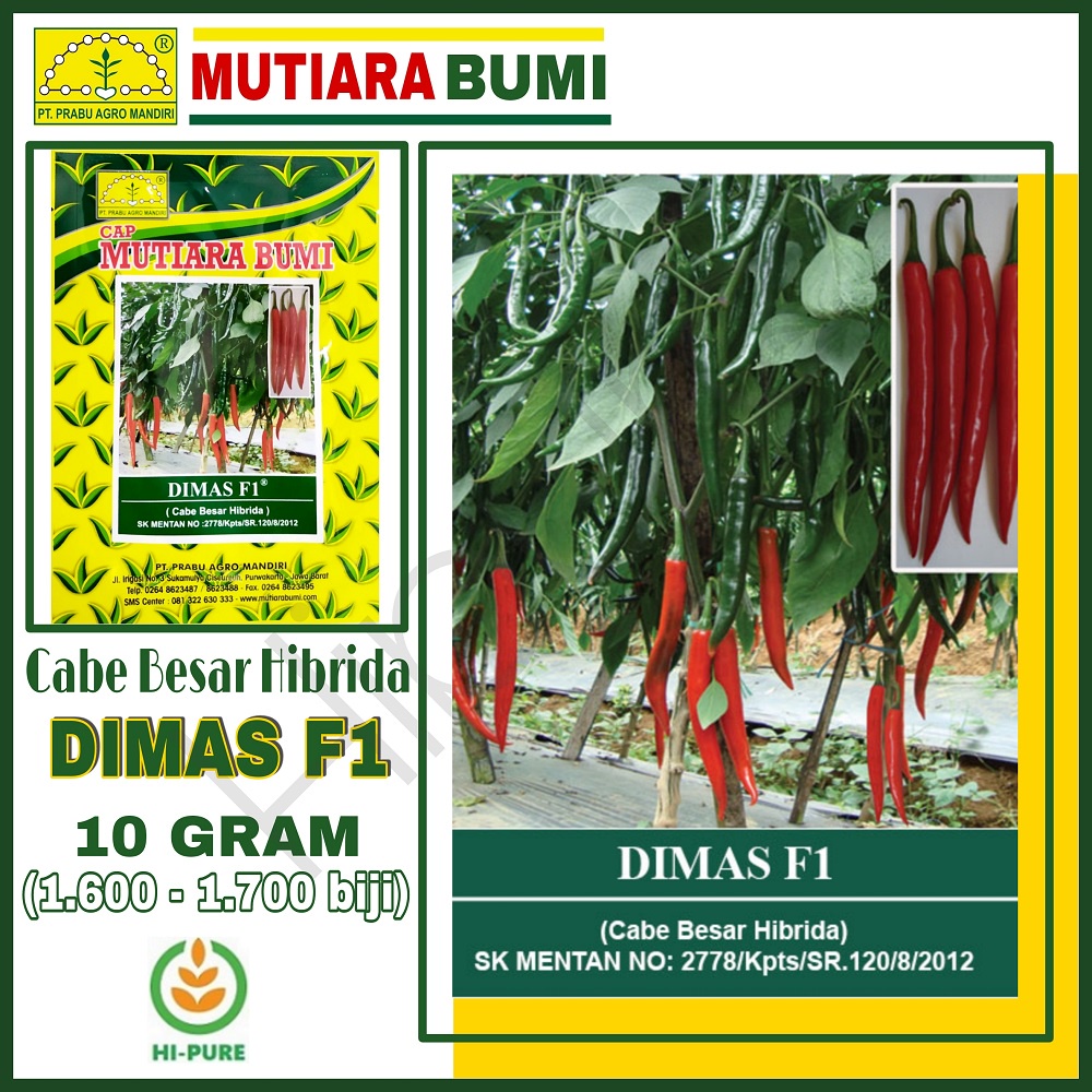 Benih Cabe Cabai Besar Hibrida Dimas F1 isi 10 Gram (1.600 - 1.700 butir benih) Toleran Terhadap Ant
