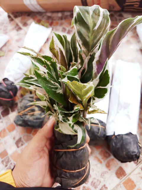 Tanaman Calathea White Fusion Multicolor