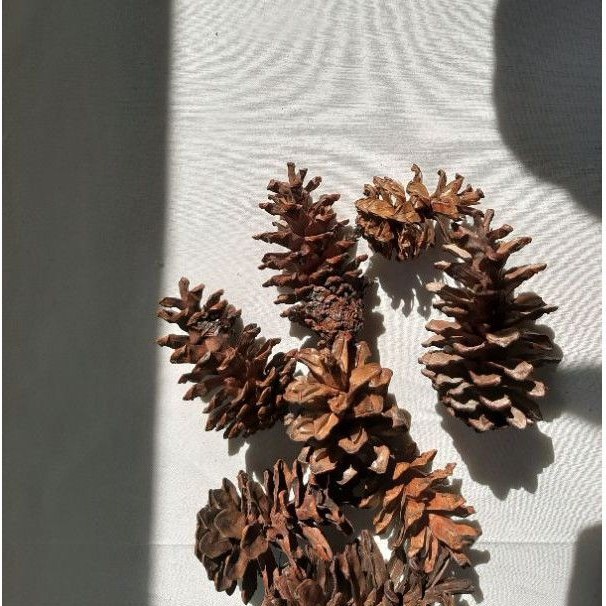 BUNGA PINUS KERING / PROPERTI FOTO MAKANAN / DEKORASI AESTHETIC
