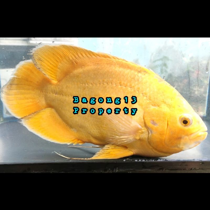 OSCAR LEMON PURE BREED ORIGINAL