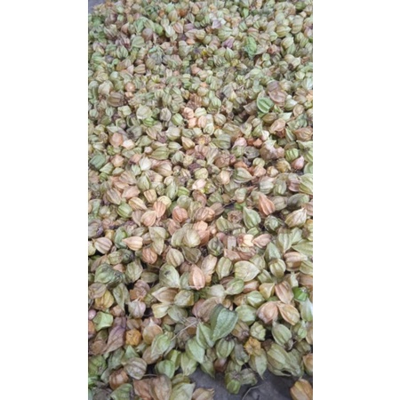 

buah CIPLUKAN