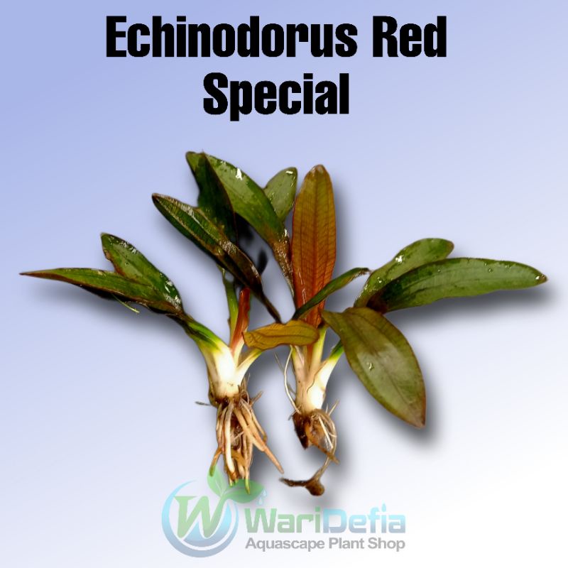 Echinodorus Red Special Tanaman Aquascape isi 2