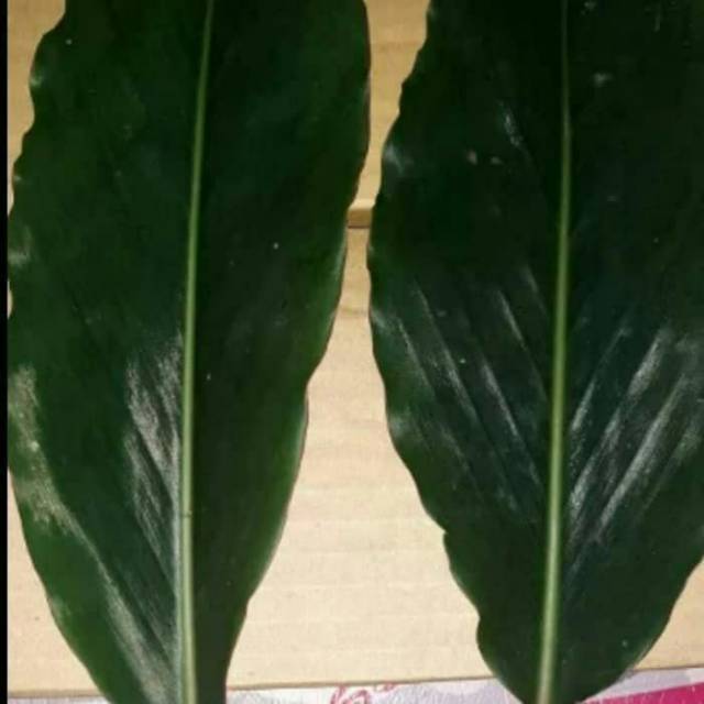 

Daun kecombrang segar 1kg daun honje/combrang/rombeh segar