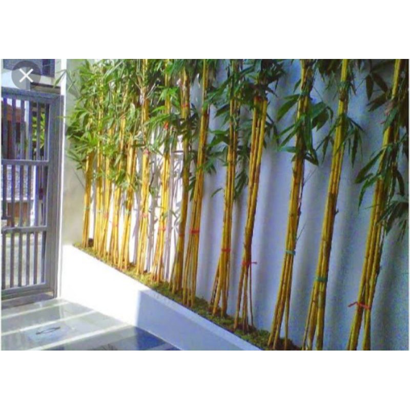 bambu kuning hiyas bambu kuning panda isi 5 sampay 6 batang../.bambu kuning panda