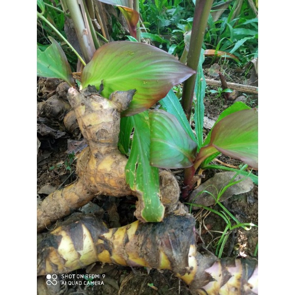 

umbi ganyong merah basah segar 1 kg