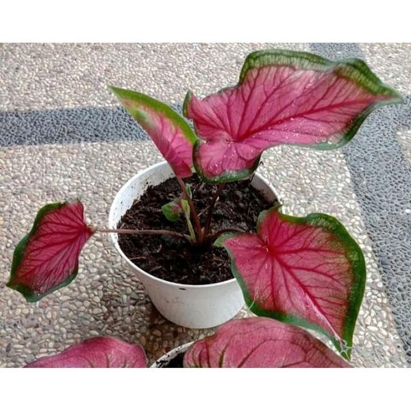 CALADIUM SWEET HEART Keladi Sweet Heart Murah