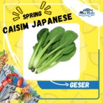 

Sayur Caisim Hijau Organik Komatsuna Jepang Segar Fresh Premium /Pack