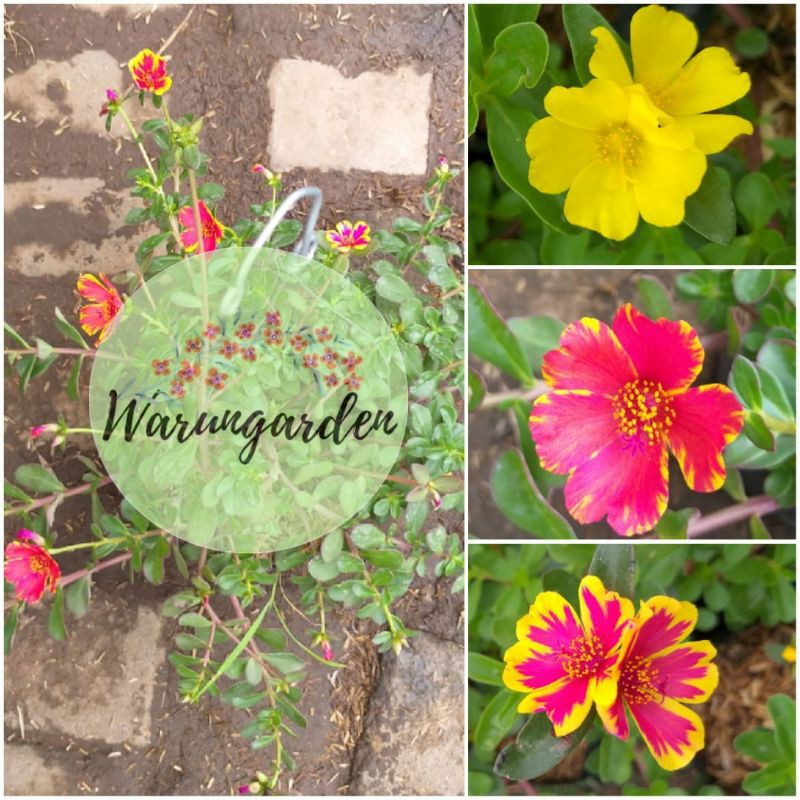 BUNGA GANTUNG KROKOT