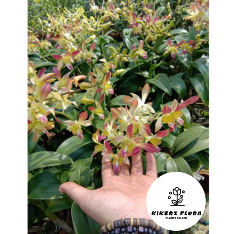 TANAMAN HIAS ANGGREK DENDROBIUM Sudah Spike-Knop PURPLE YELLOW