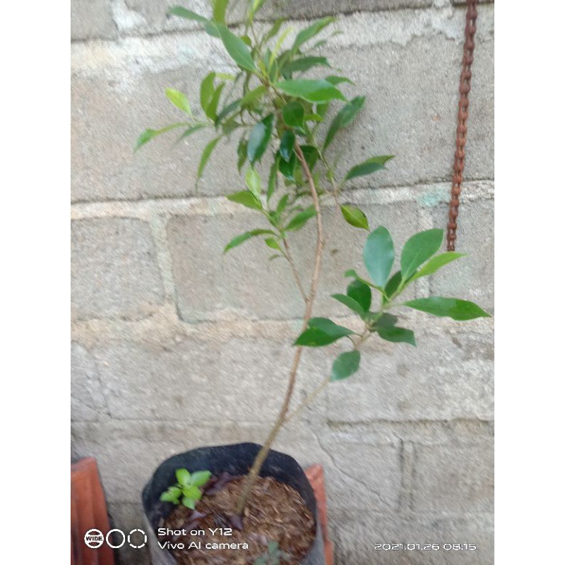 BIBIT BERINGIN KIMENG