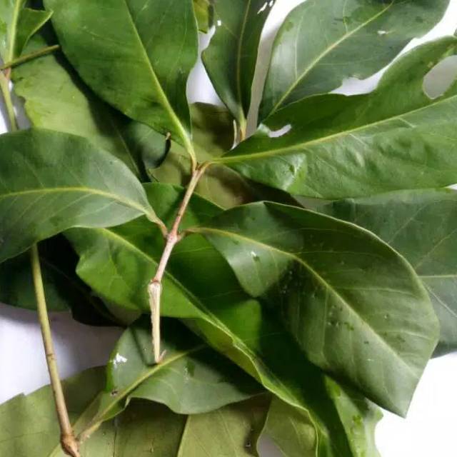 

Daun salam