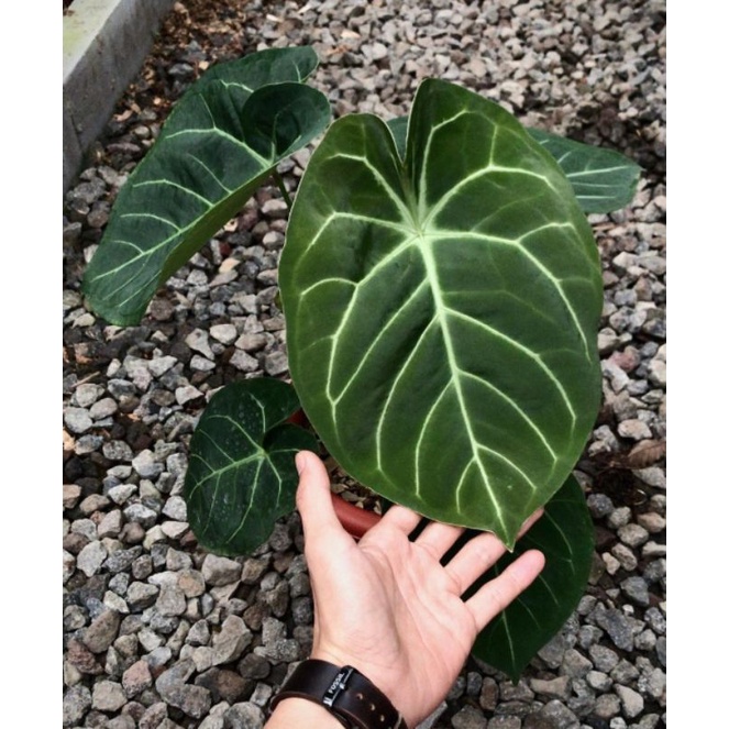 anthurium_dressleri_hybird