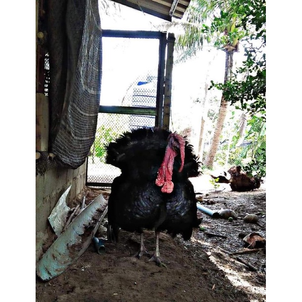 Induk Kalkun Black Spanish Indukan Ayam Hias Kalkum Hitam Dewasa Bandung