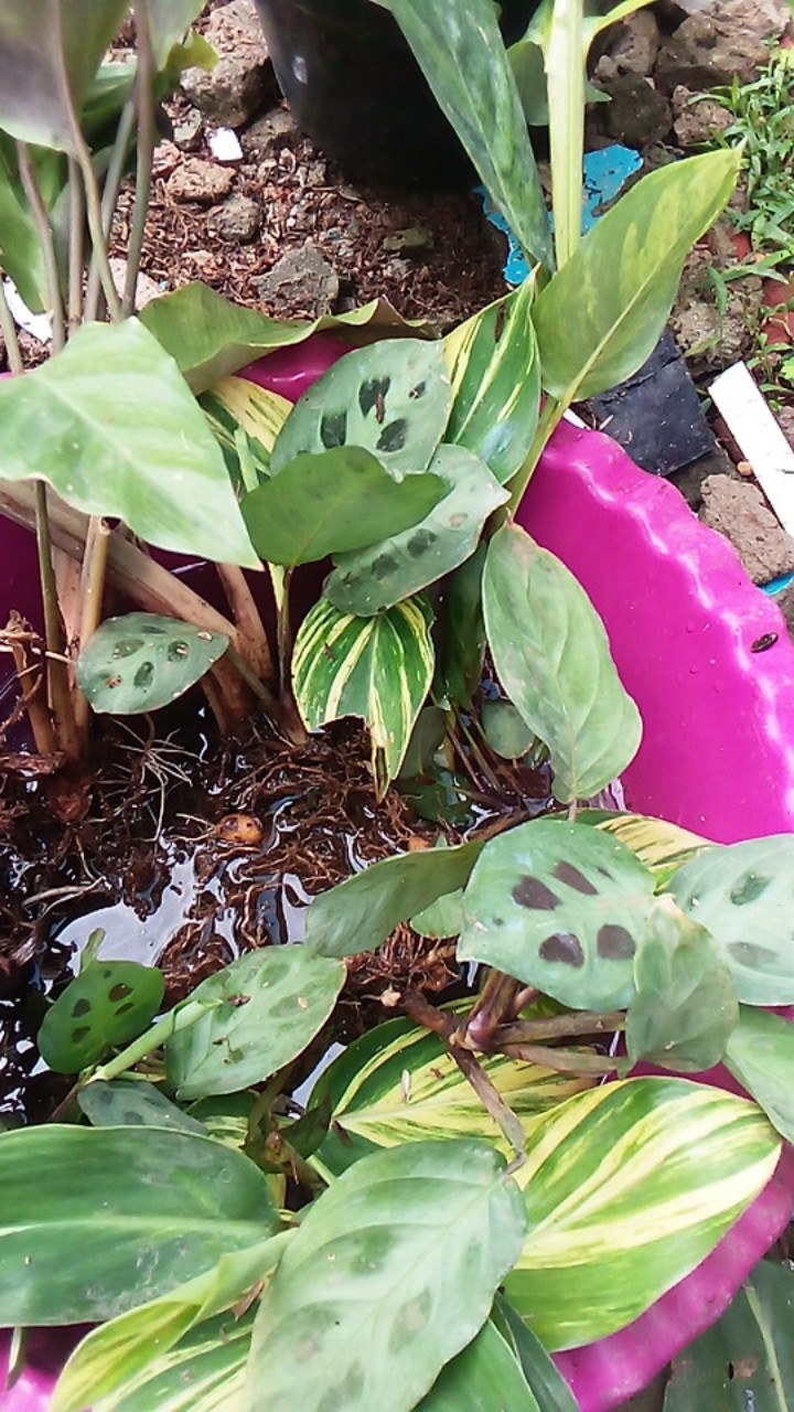 Calathea Leuconeura Var Kerchoviana | Kalatea Levonero