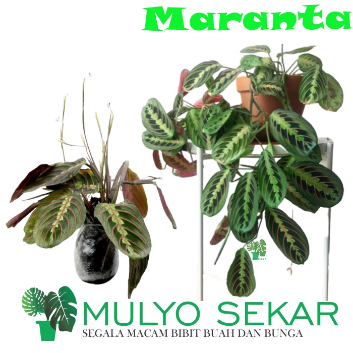 Tanaman Hias Calathea kepiting / pink striped