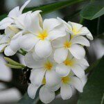 

PLUMERIA~TANAMAN KEMBOJA~BUNGA SEMBOJA