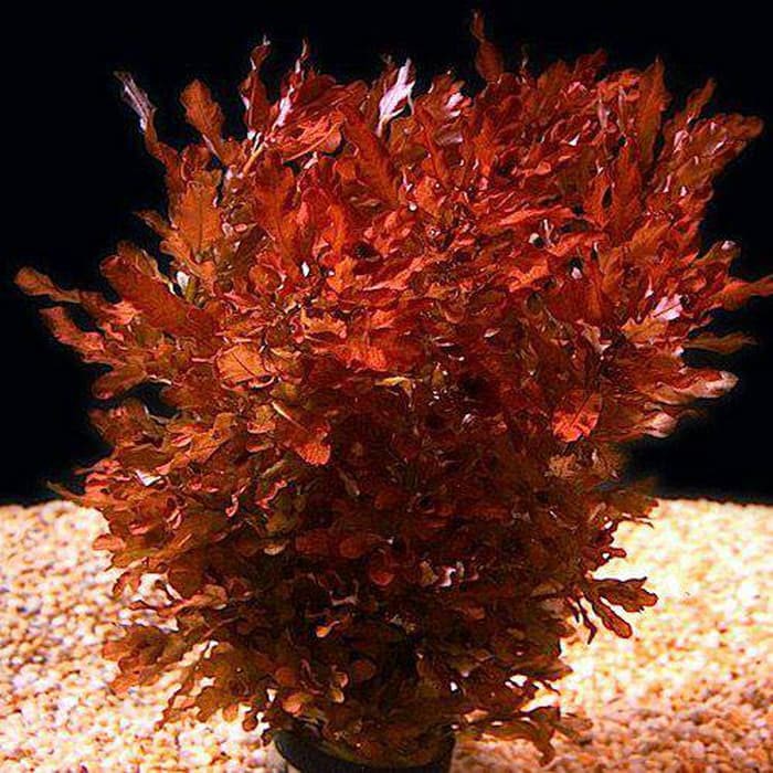 tanaman Aquascape ludwigia inclinata brown