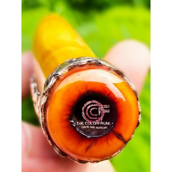 Pucukan Caling Rotan Lokal Lawas 14 cm