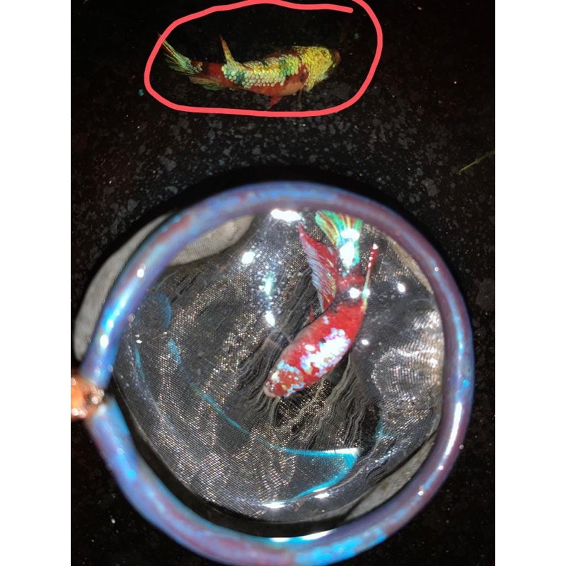 ikan cupang koi galaxy multicolour (female)