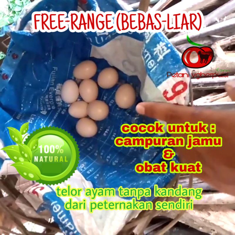 

Telor Ayam Kampung Free-Range ( ORGANIK & SEGAR )