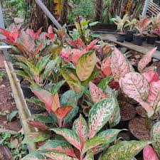 AGLONEMA TIGER LIPSTIK MURAH ORIGINAL