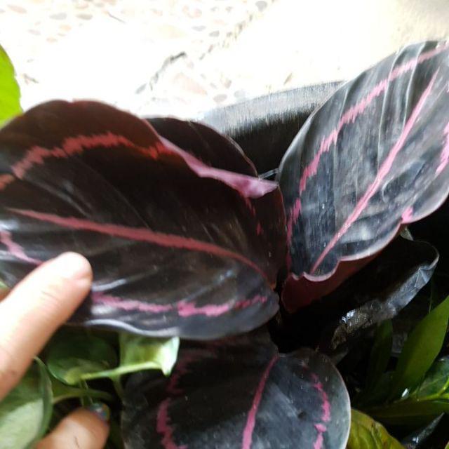 Tanaman Hias Calathea Black Lipstik - Meranti Papua