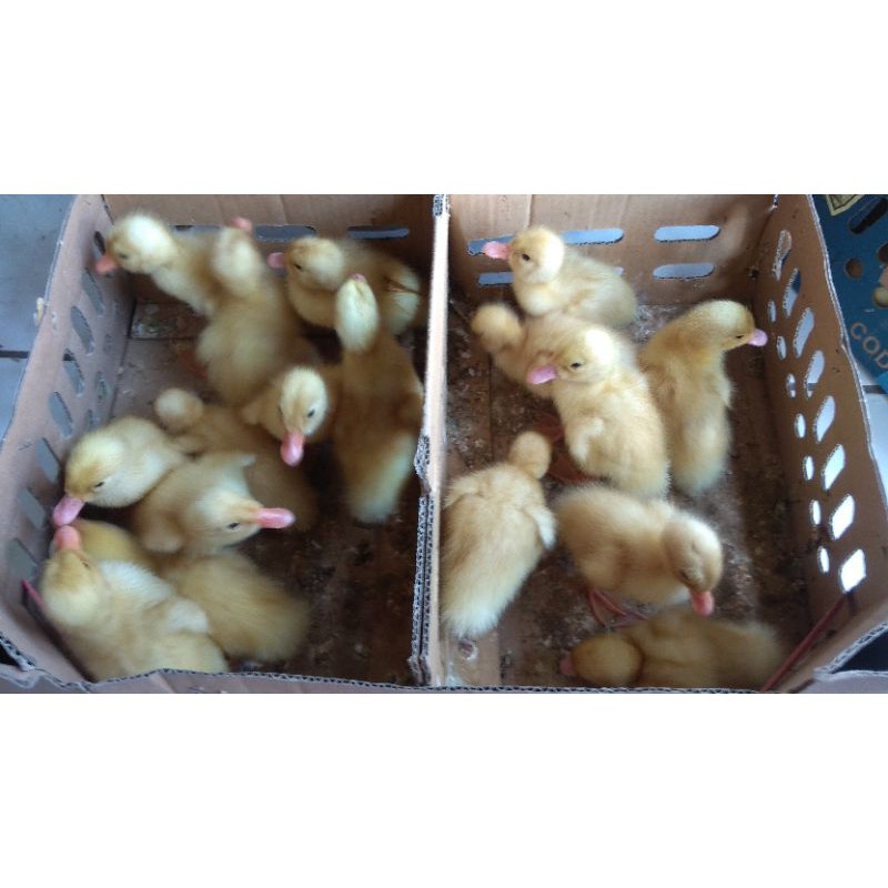 Bibit DOD Bebek Peking|Bebek Pedaging