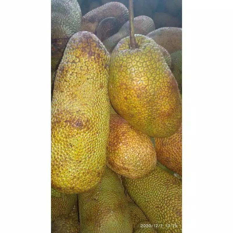 

CEMPEDAK